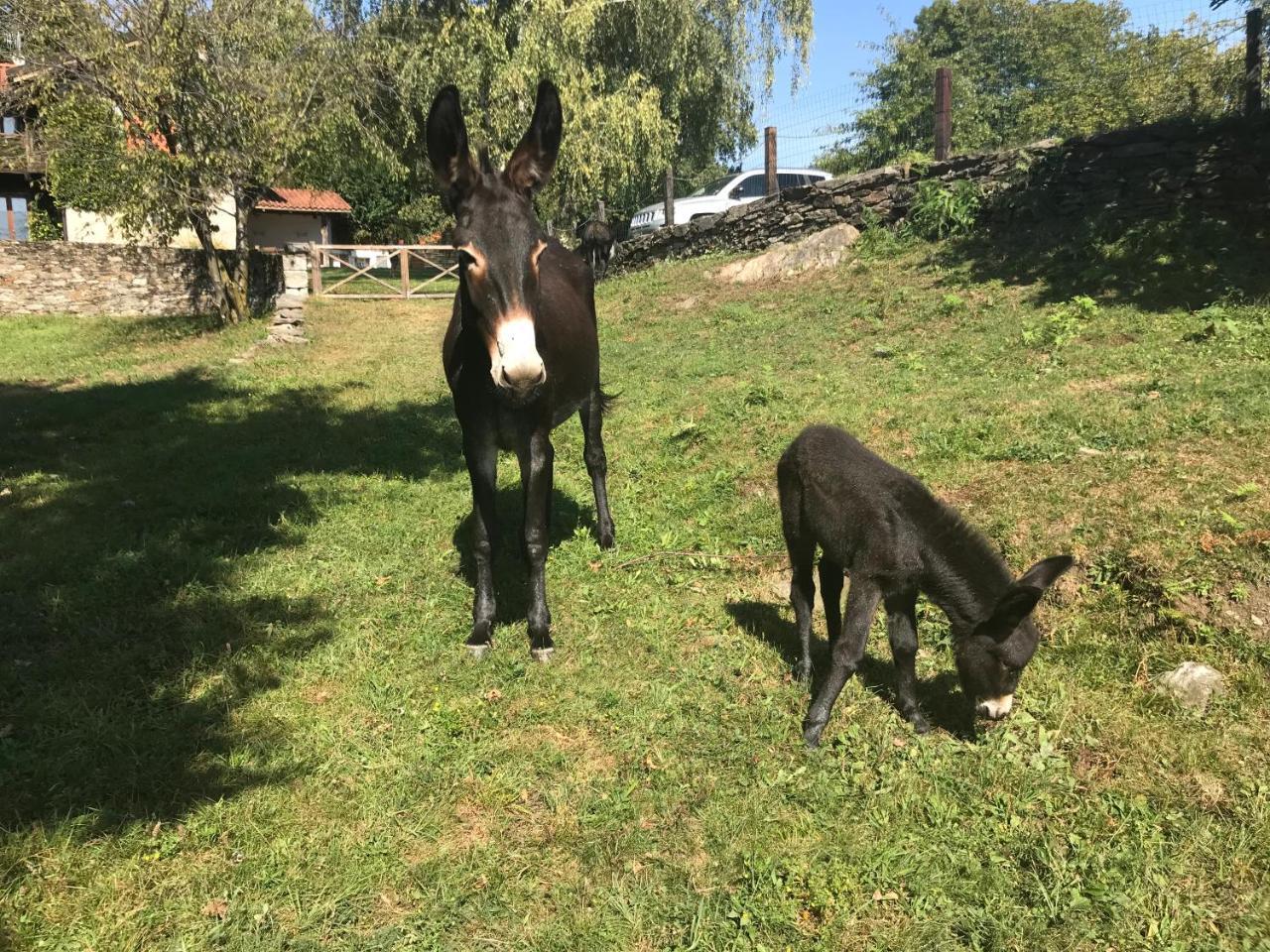 דירות ורבאניה Il Ciliegio Selvatico מראה חיצוני תמונה